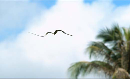 flying snake-4...